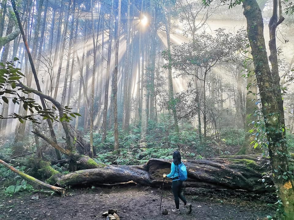 高島縱走~沐浴在耶穌光下的杉木姑婆芋森林