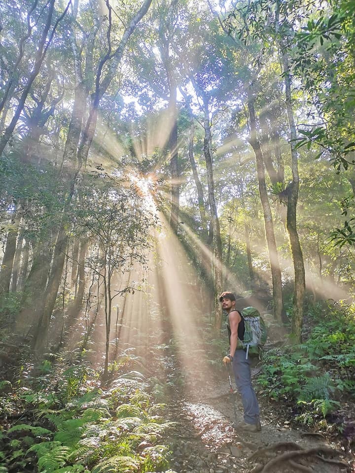 高島縱走~沐浴在耶穌光下的杉木姑婆芋森林