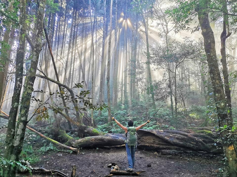 高島縱走~沐浴在耶穌光下的杉木姑婆芋森林