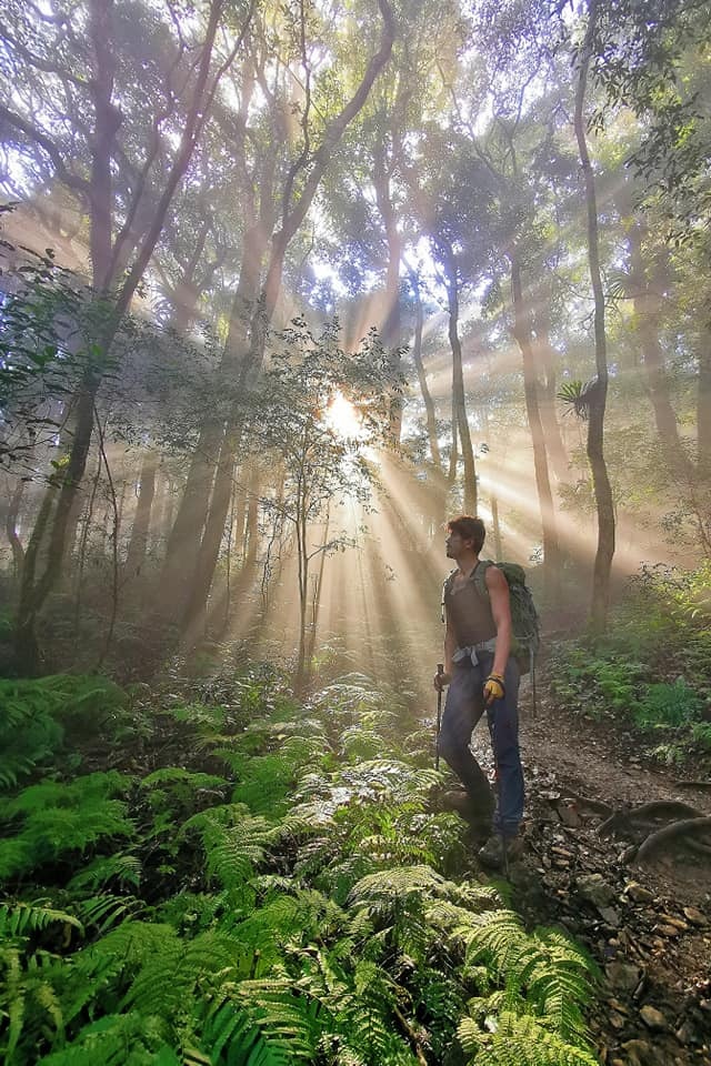 高島縱走~沐浴在耶穌光下的杉木姑婆芋森林