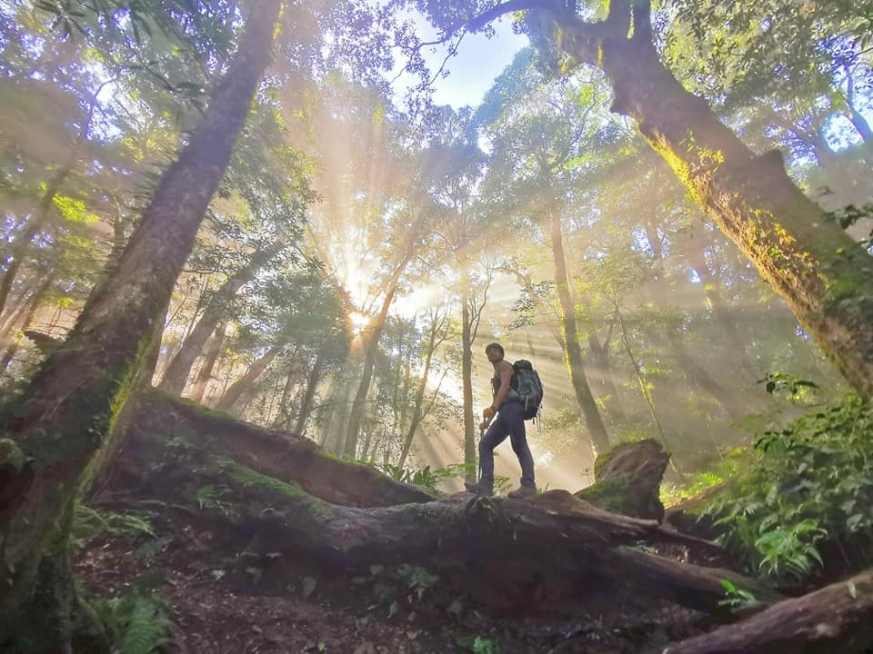 高島縱走~沐浴在耶穌光下的杉木姑婆芋森林