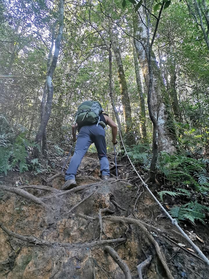 高島縱走~沐浴在耶穌光下的杉木姑婆芋森林