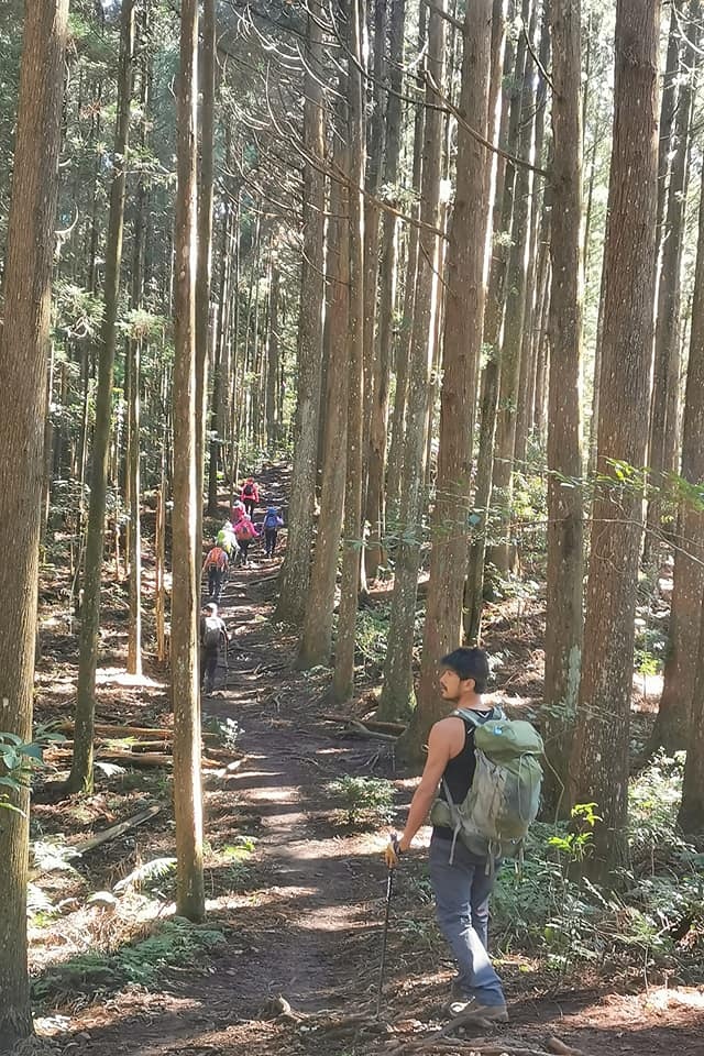 高島縱走~沐浴在耶穌光下的杉木姑婆芋森林