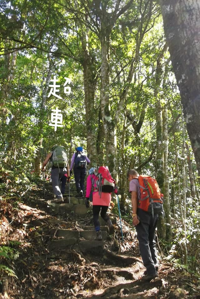 高島縱走~沐浴在耶穌光下的杉木姑婆芋森林