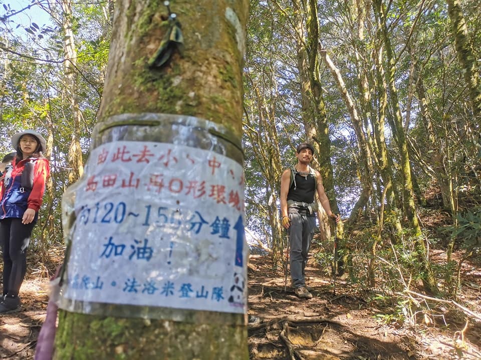 高島縱走~沐浴在耶穌光下的杉木姑婆芋森林