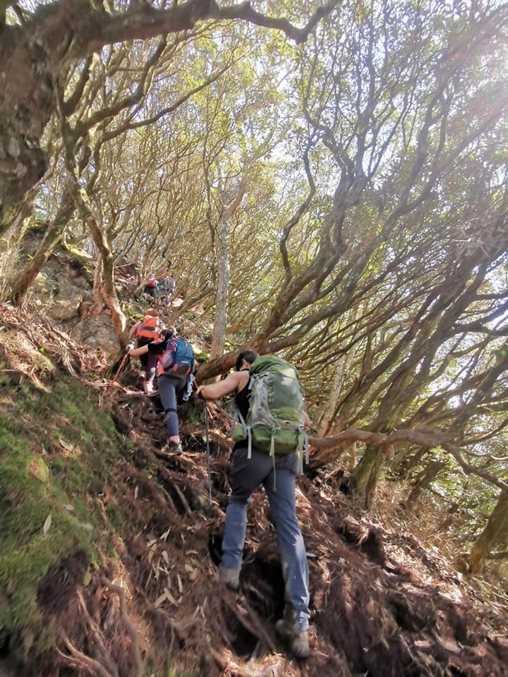 高島縱走~沐浴在耶穌光下的杉木姑婆芋森林