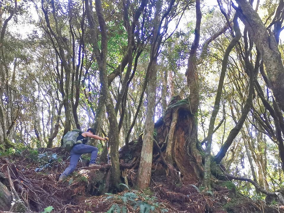 高島縱走~沐浴在耶穌光下的杉木姑婆芋森林