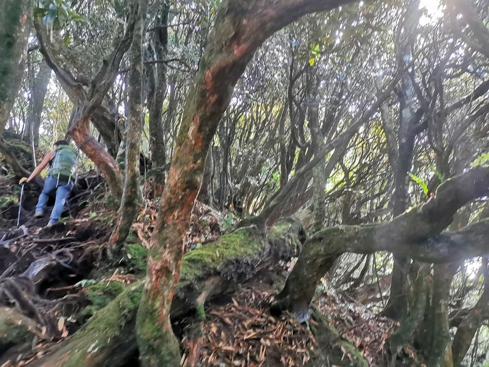 高島縱走~沐浴在耶穌光下的杉木姑婆芋森林