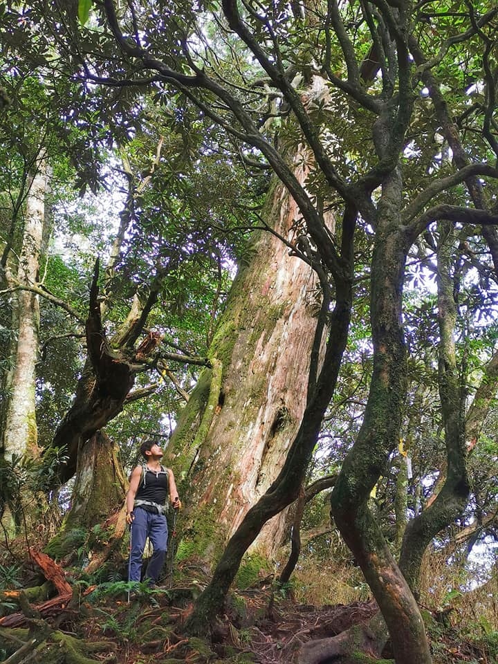 高島縱走~沐浴在耶穌光下的杉木姑婆芋森林