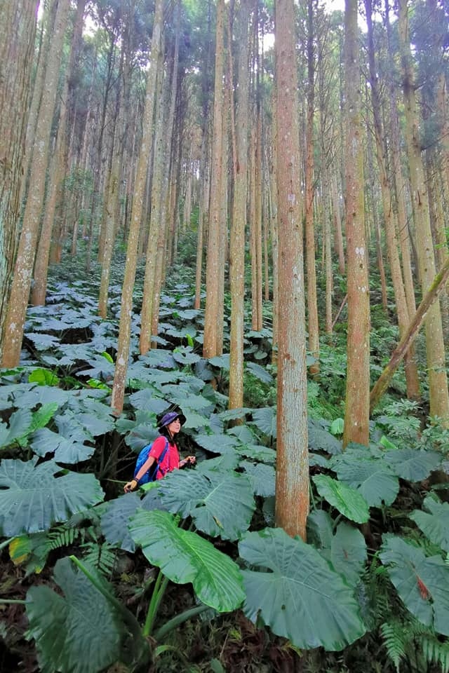 高島縱走~沐浴在耶穌光下的杉木姑婆芋森林