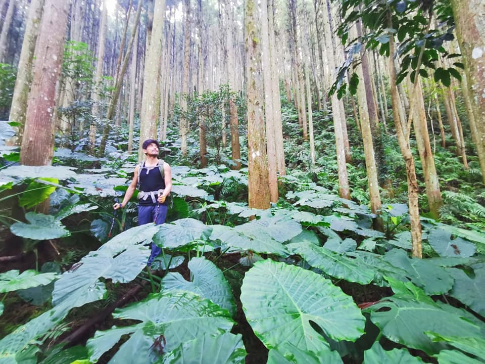 高島縱走~沐浴在耶穌光下的杉木姑婆芋森林