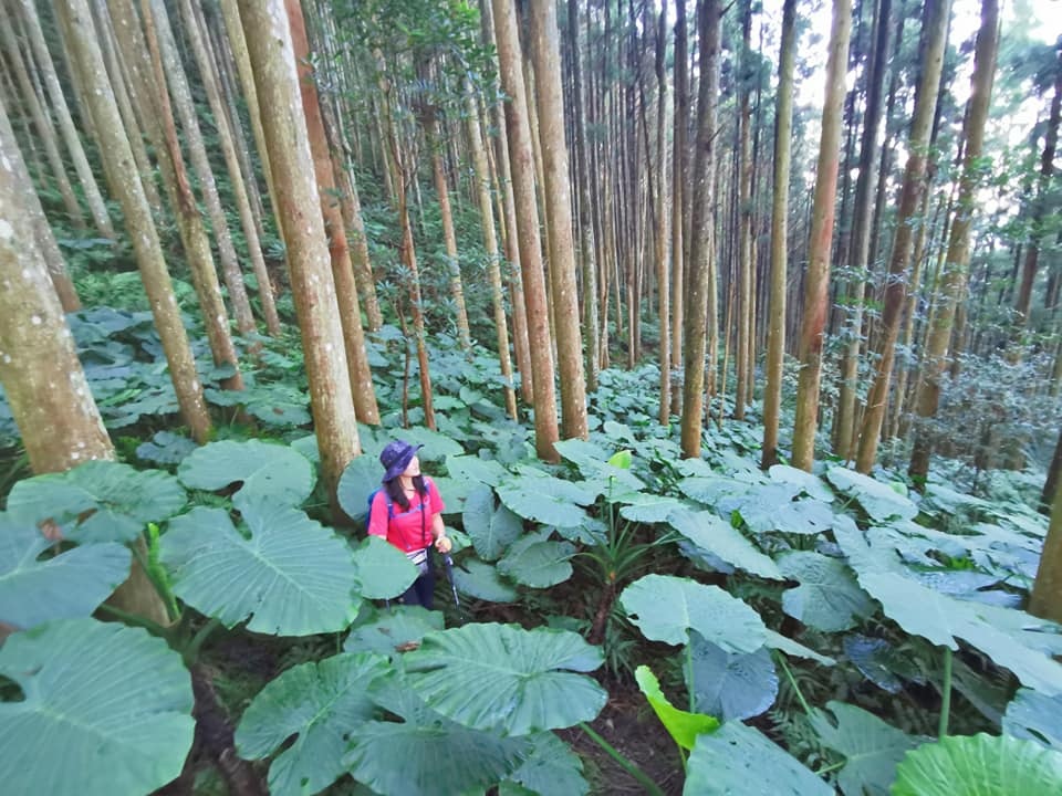 高島縱走~沐浴在耶穌光下的杉木姑婆芋森林