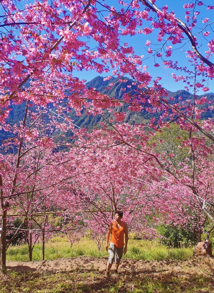 司馬庫斯櫻花季~盛世美櫻綻放在上帝的部落