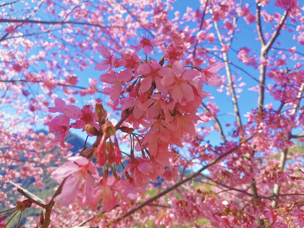 司馬庫斯櫻花季~盛世美櫻綻放在上帝的部落