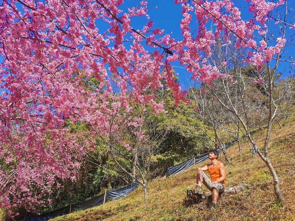 司馬庫斯櫻花季~盛世美櫻綻放在上帝的部落