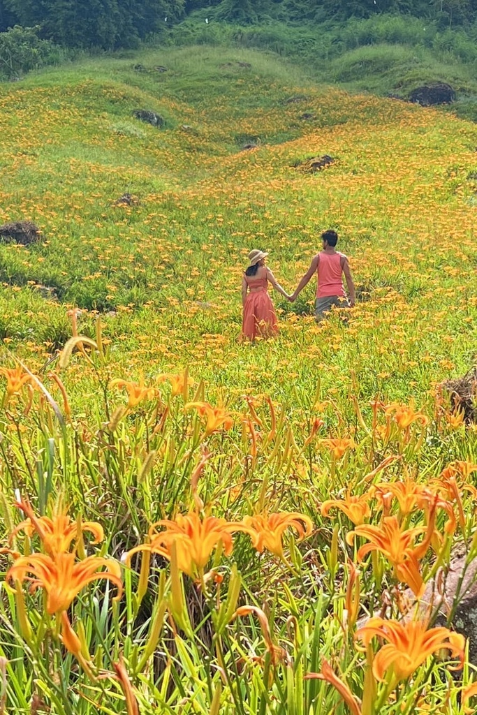 花蓮金針花季 赤柯山~如金色海浪在山間起伏的黃金花毯~遇見六