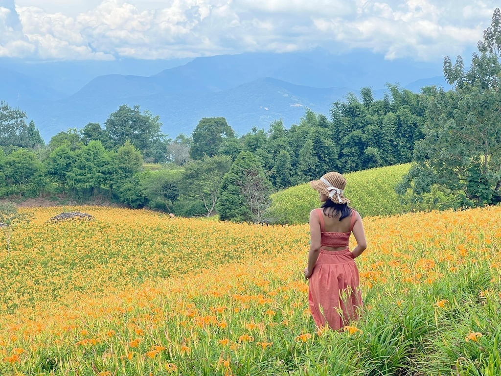 花蓮金針花季 赤柯山~如金色海浪在山間起伏的黃金花毯~遇見六