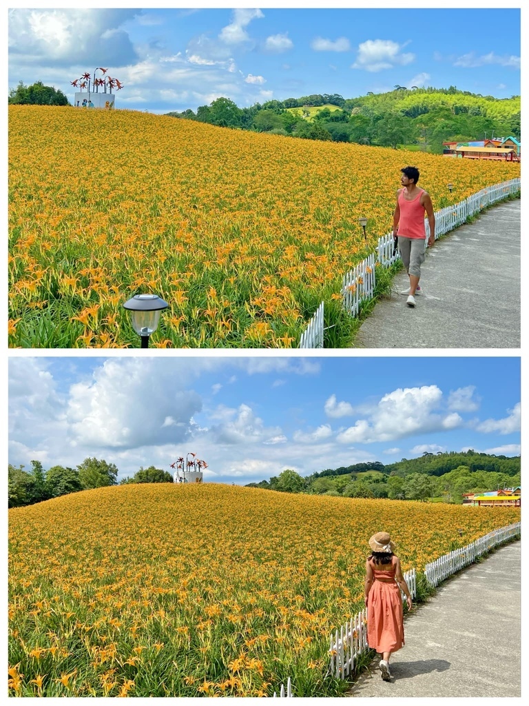 花蓮金針花季 赤柯山~如金色海浪在山間起伏的黃金花毯~遇見六