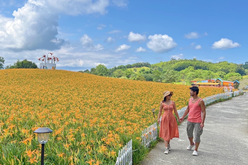 花蓮金針花季 赤柯山~如金色海浪在山間起伏的黃金花毯~遇見六