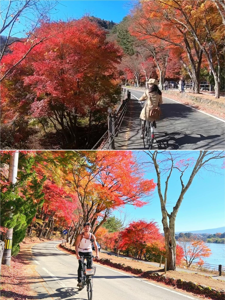 東京自助賞楓行3~河口湖篇~騎單車遊河口湖~楓葉迴廊、大石公