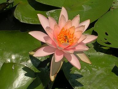 蓮花15.jpg