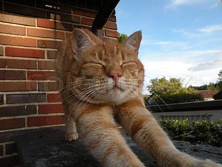 3589757-573182-red-cat-close-up-stretching-legs