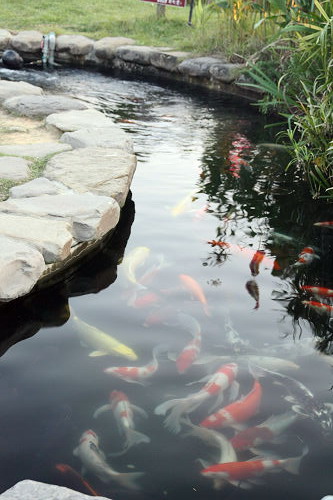 6028內的魚 6028內的魚