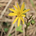 台灣山菊