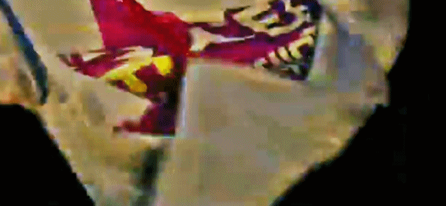 anigif anigif
