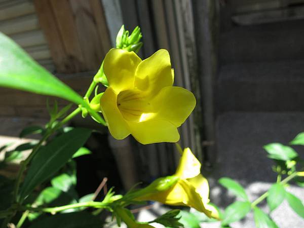 yellow flower_小花黃蟬.jpg