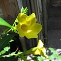 yellow flower_小花黃蟬.jpg