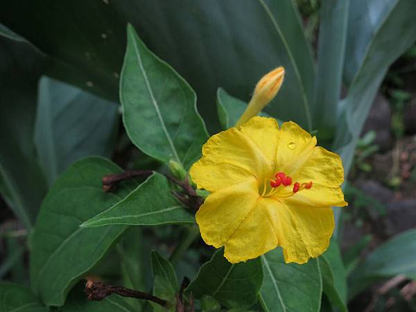 yellow flower_南美紫茉莉.jpg