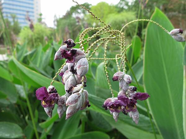 1020712台大醉月湖_水竹芋.jpg