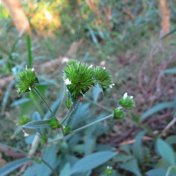 1021201大同山_地膽草(毛蓮菜).jpg