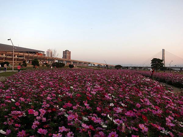 1030201水漾公園波斯花田02.jpg