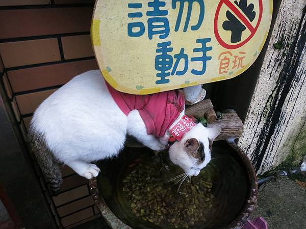 1030215猴硐貓咪04.jpg