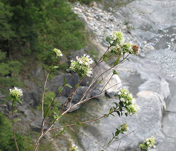 1030830綠水合流_玉山糯米樹或狹葉莢迷.jpg