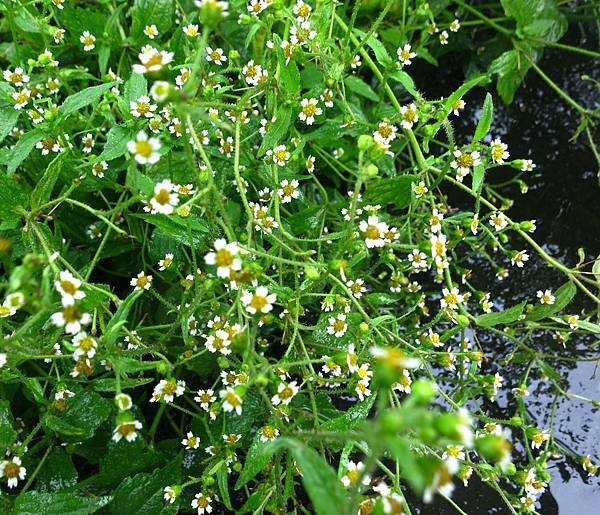 1030608猴崁古道_粗毛小米菊.jpg