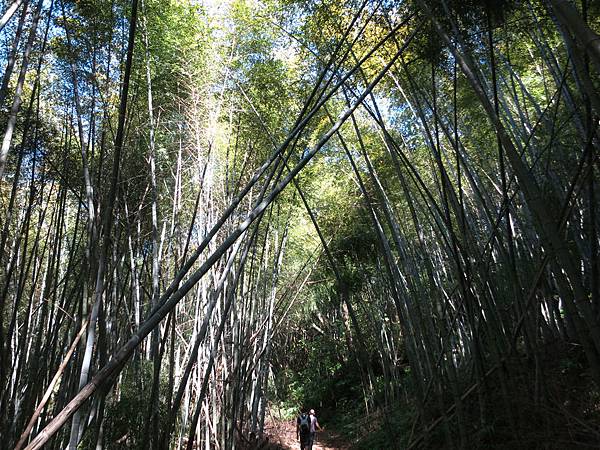 1031019志繼山縱走東眼山04.jpg