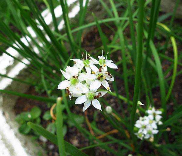 1030726雙溪_酒菜花.jpg