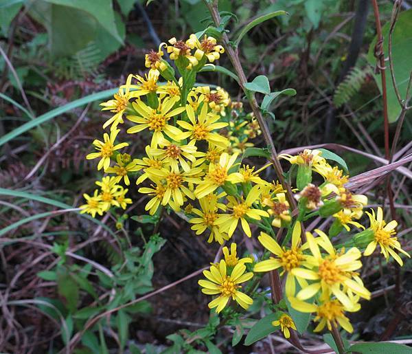 1031115丹鳳山_蔓黃菀(千里光)1.jpg