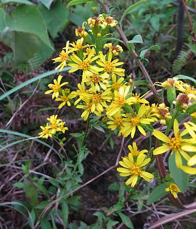 1031115丹鳳山_蔓黃菀(千里光)2.jpg