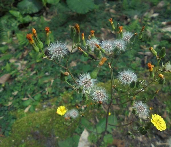 1040125烏來西羅岸路_黃鵪菜.jpg