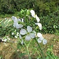 1040220石碇塗潭巷_甘藍菜的花.jpg