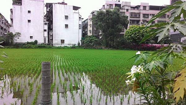 青雲路80巷一畝田.jpg