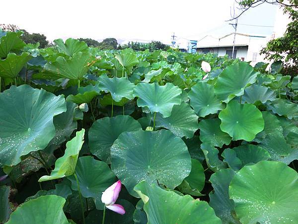 1040614三樹路98巷荷花田1.jpg