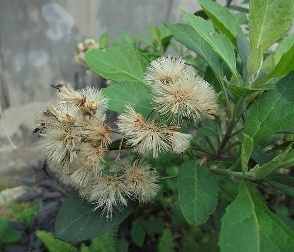 1050404烏日家鄉巷子_扁桃斑鳩菊.jpg