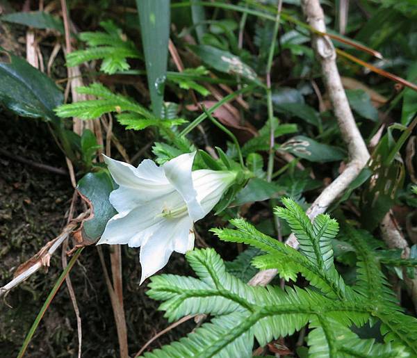 1030907七星山_台北肺形草1.jpg