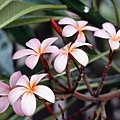 Frangipani Flowers.jpg