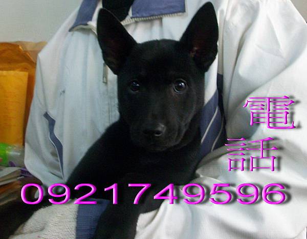 台灣土狗 台灣土狗特徵 純台灣土狗特徵 台灣土狗犬舍 台灣土狗 特寵業繁字第g 號 痞客邦